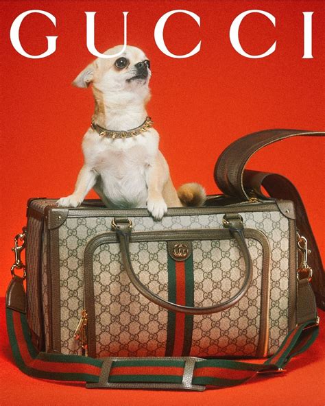 gucci dog poop bag|Gucci dog bag collection.